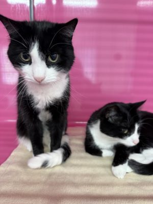 Benji et Holly