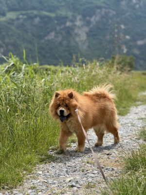 Nala