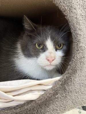Tom