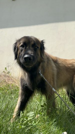 Balou