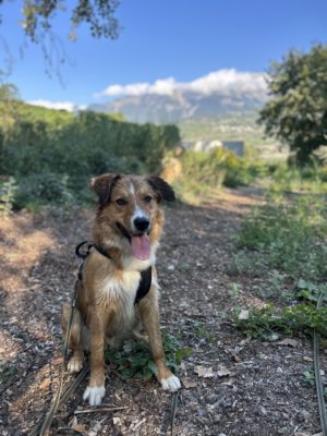 Malü