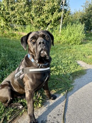 Narko