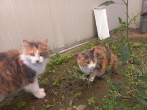 Tita et Raya