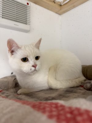 Pamplemousse